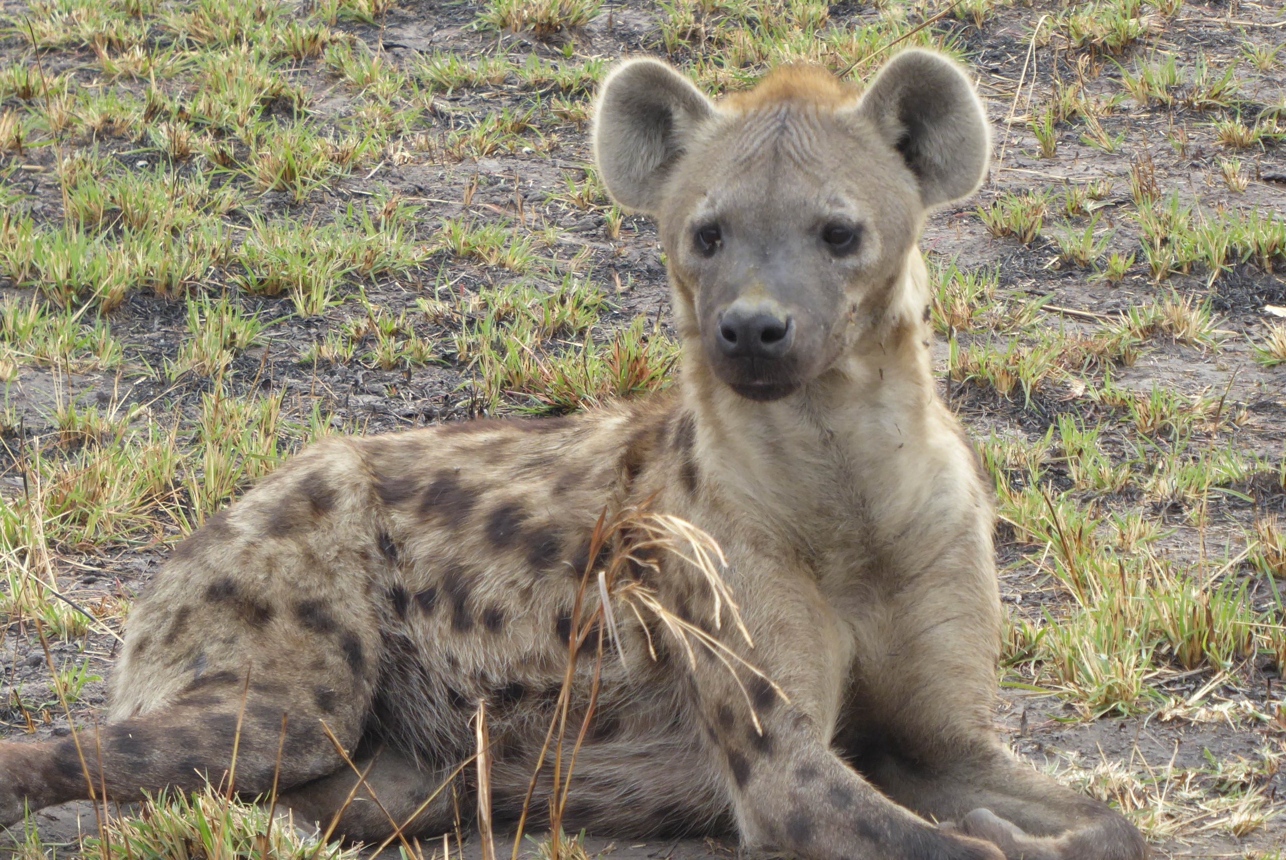 Sitting hyaena